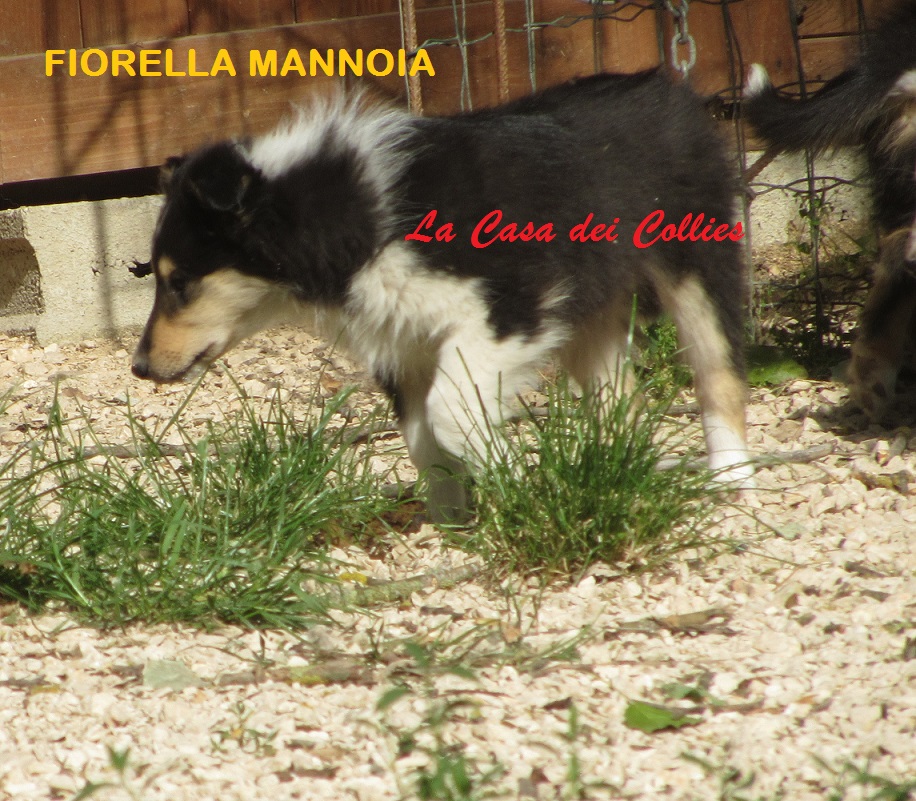 COLLIES FIORELLA